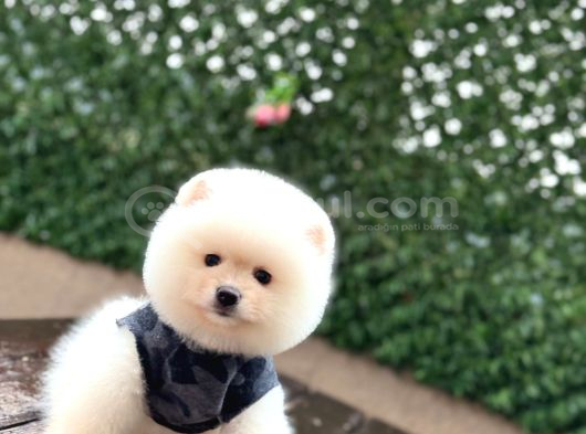 Ayıcık Surat Pomeranian Yavrular görsel