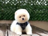 Ayıcık Surat Pomeranian Yavrular
