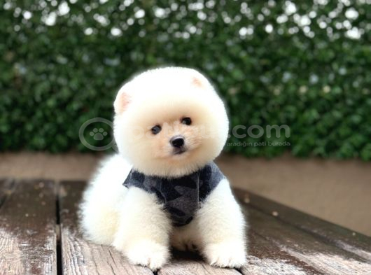 Ayıcık Surat Pomeranian Yavrular görsel