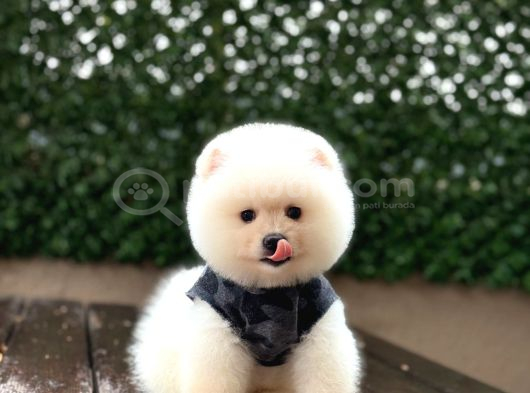 Ayıcık Surat Pomeranian Yavrular