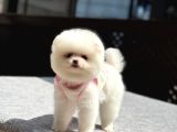 Sağlık Garantili Pomeranian Boo