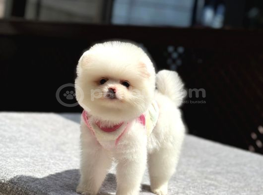 Sağlık Garantili Pomeranian Boo görsel