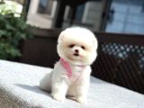 Sağlık Garantili Pomeranian Boo