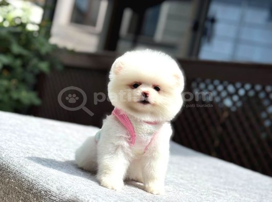 Sağlık Garantili Pomeranian Boo görsel