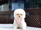 Sağlık Garantili Pomeranian Boo