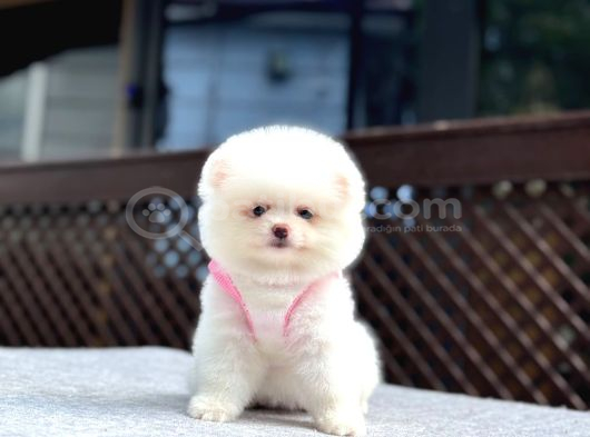 Sağlık Garantili Pomeranian Boo görsel
