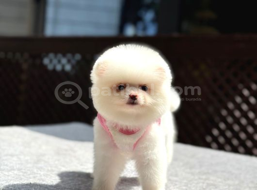 Sağlık Garantili Pomeranian Boo görsel