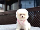 Sağlık Garantili Pomeranian Boo