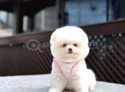 Sağlık Garantili Pomeranian Boo