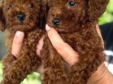 Toy Poodle Yavrulari Mama Ve Malzeme Kapanyalı