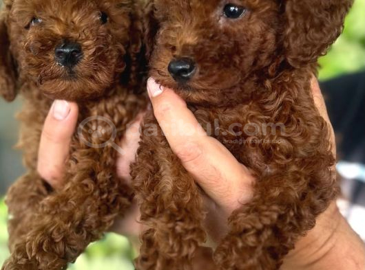 Toy Poodle Yavrulari Mama Ve Malzeme Kapanyalı görsel