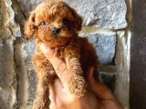 Toy Poodle Yavrulari Mama Ve Malzeme Kapanyalı