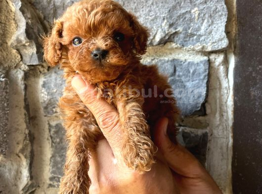 Toy Poodle Yavrulari Mama Ve Malzeme Kapanyalı görsel