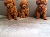 Toy Poodle Yavrulari Mama Ve Malzeme Kapanyalı