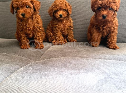 Toy Poodle Yavrulari Mama Ve Malzeme Kapanyalı görsel