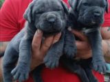 Orijinal Irk Cane Corso  Veteriner Onaylı Ve Sağlıklı