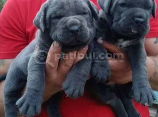 Orijinal Irk Cane Corso  Veteriner Onaylı Ve Sağlıklı görsel