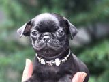 Siyah Ve Krem Safkan Pug Yavrularımız Sizlerle