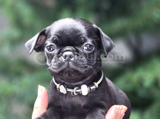 Siyah Ve Krem Safkan Pug Yavrularımız Sizlerle görsel