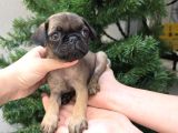Siyah Ve Krem Safkan Pug Yavrularımız Sizlerle