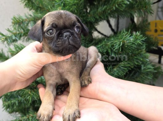 Siyah Ve Krem Safkan Pug Yavrularımız Sizlerle görsel