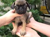 Siyah Ve Krem Safkan Pug Yavrularımız Sizlerle