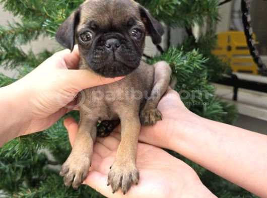 Siyah Ve Krem Safkan Pug Yavrularımız Sizlerle görsel