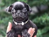 Siyah Ve Krem Safkan Pug Yavrularımız Sizlerle