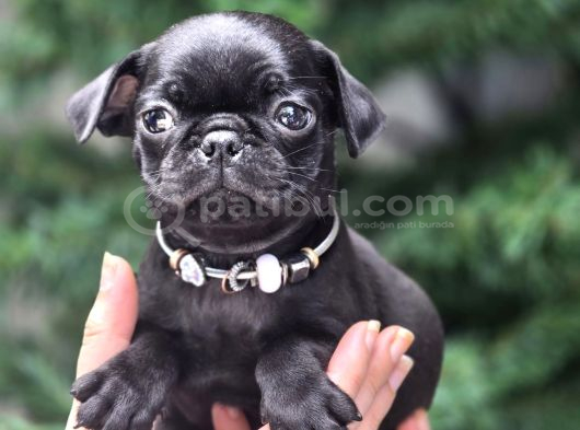 Siyah Ve Krem Safkan Pug Yavrularımız Sizlerle görsel