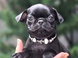 Siyah ve Krem safkan pug yavrularımız sizlerle