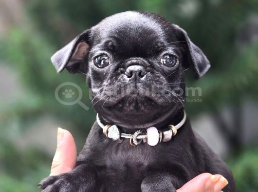 Siyah Ve Krem Safkan Pug Yavrularımız Sizlerle