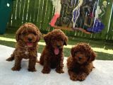 Ruhsatli Poodle Evi̇nden Erkek Di̇şi̇ Poodle Bebekleri̇m