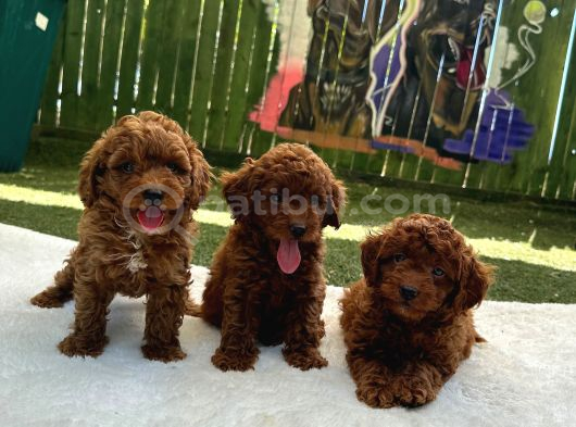 Ruhsatli Poodle Evi̇nden Erkek Di̇şi̇ Poodle Bebekleri̇m görsel