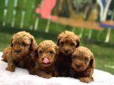 Ruhsatli Poodle Evi̇nden Erkek Di̇şi̇ Poodle Bebekleri̇m