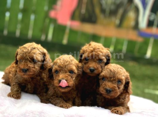 Ruhsatli Poodle Evi̇nden Erkek Di̇şi̇ Poodle Bebekleri̇m görsel