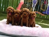 RUHSATLI POODLE EVİNDEN ERKEK DİŞİ POODLE BEBEKLERİM