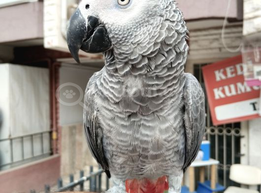Fullll Evci̇l Oyun Hamuru Gi̇bi̇ Jako görsel