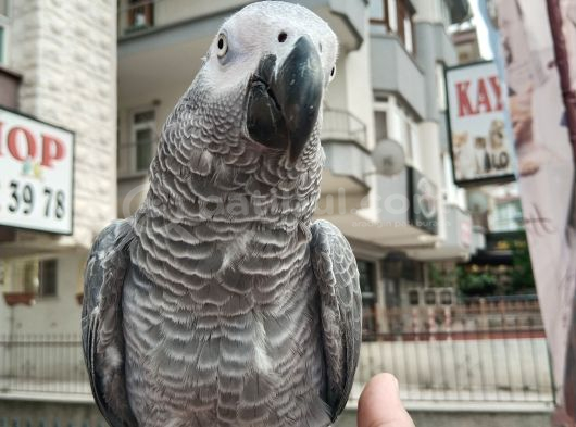 Fullll Evci̇l Oyun Hamuru Gi̇bi̇ Jako görsel