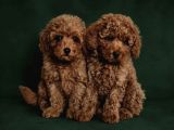 Toy poodle ırkının en güzeli mükemmel yavrular