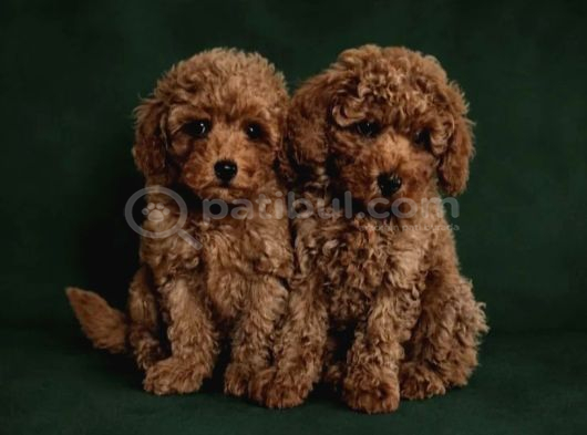 Toy Poodle Irkının En Güzeli Mükemmel Yavrular