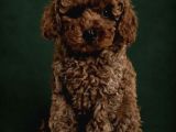Toy Poodle Irkının En Güzeli Mükemmel Yavrular