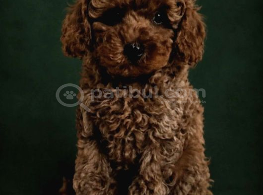 Toy Poodle Irkının En Güzeli Mükemmel Yavrular görsel