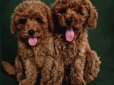 Toy Poodle Irkının En Güzeli Mükemmel Yavrular