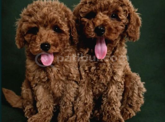 Toy Poodle Irkının En Güzeli Mükemmel Yavrular görsel