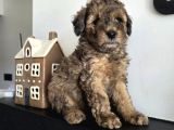Agouti Kürkü Ile En Özel Toy Poodle Yavrular