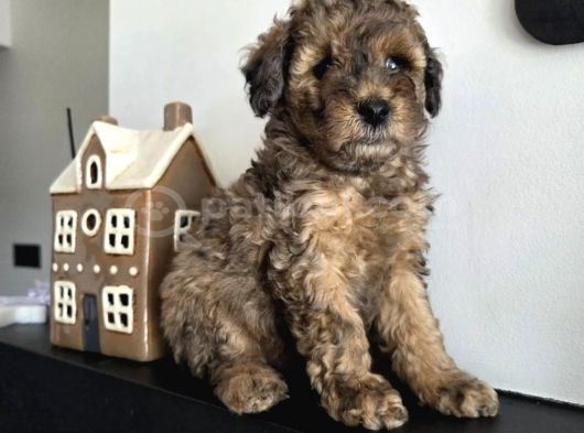 Agouti Kürkü Ile En Özel Toy Poodle Yavrular görsel