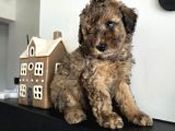 Agouti kürkü ile en özel toy poodle yavrular