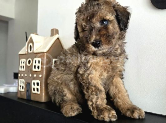 Agouti kürkü ile en özel toy poodle yavrular