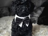 En özel Siyah inci toy poodle yavrularımız