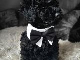 En Özel Siyah Inci Toy Poodle Yavrularımız